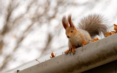 Combatting Pest Invasion: How Gutter Protection Systems Keep Unwanted Guests at Bay